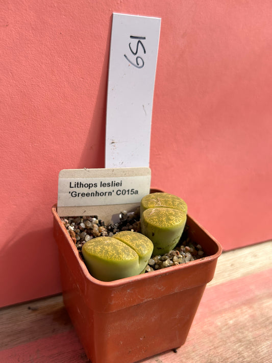 Lithops lesliei 'Greenhorn' (651)