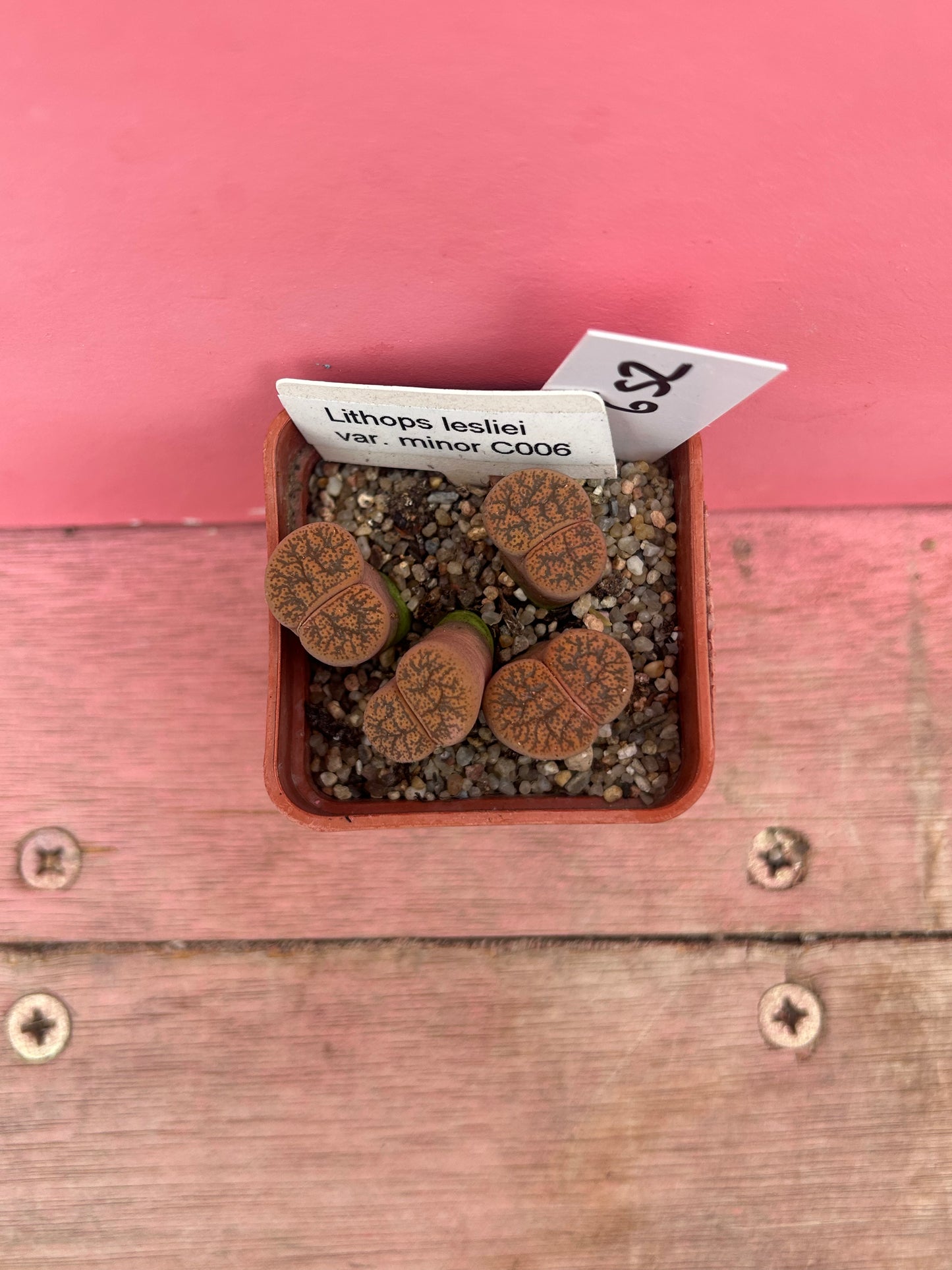 Lithops lesliei var. minor (652)