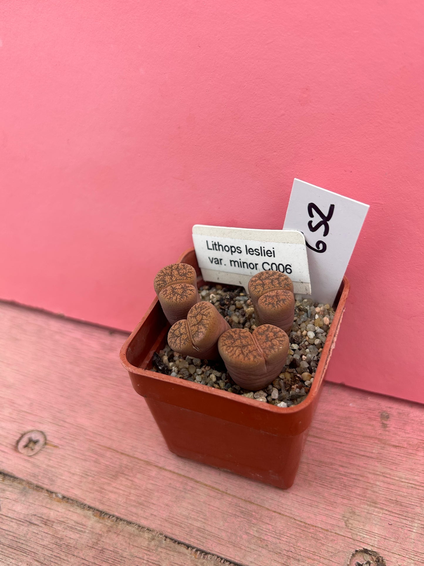 Lithops lesliei var. minor (652)