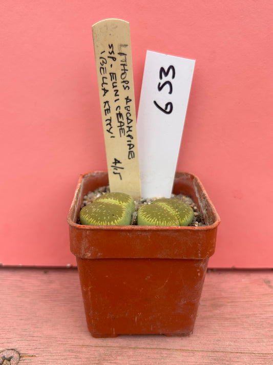 Lithops aucampiae ssp euniceae (653)