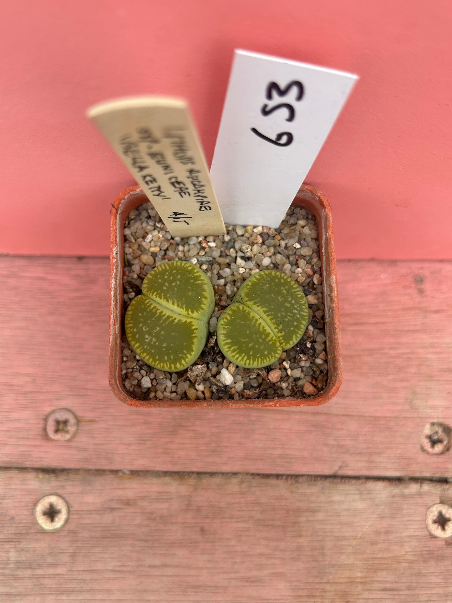 Lithops aucampiae ssp euniceae (653)
