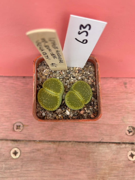Lithops aucampiae ssp euniceae (653)