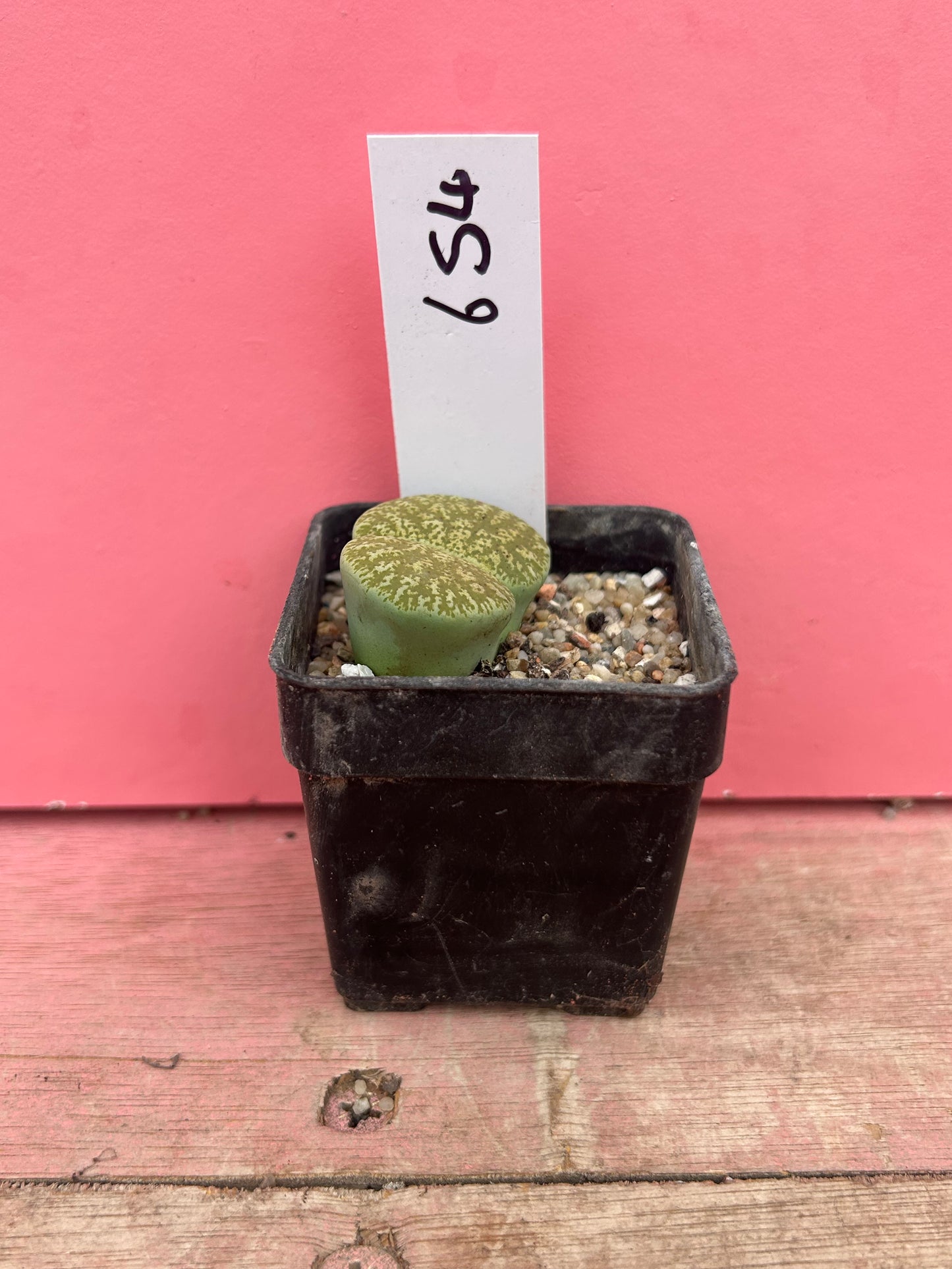 Lithops species (654)