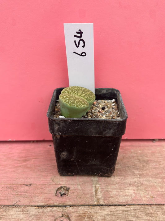 Lithops species (654)
