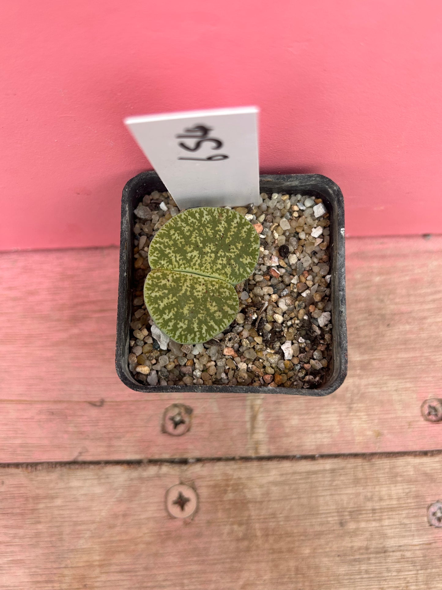 Lithops species (654)