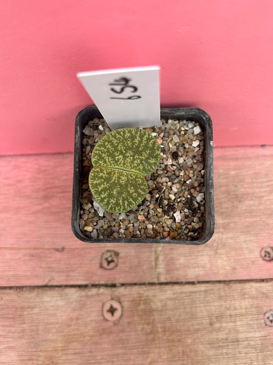 Lithops species (654)