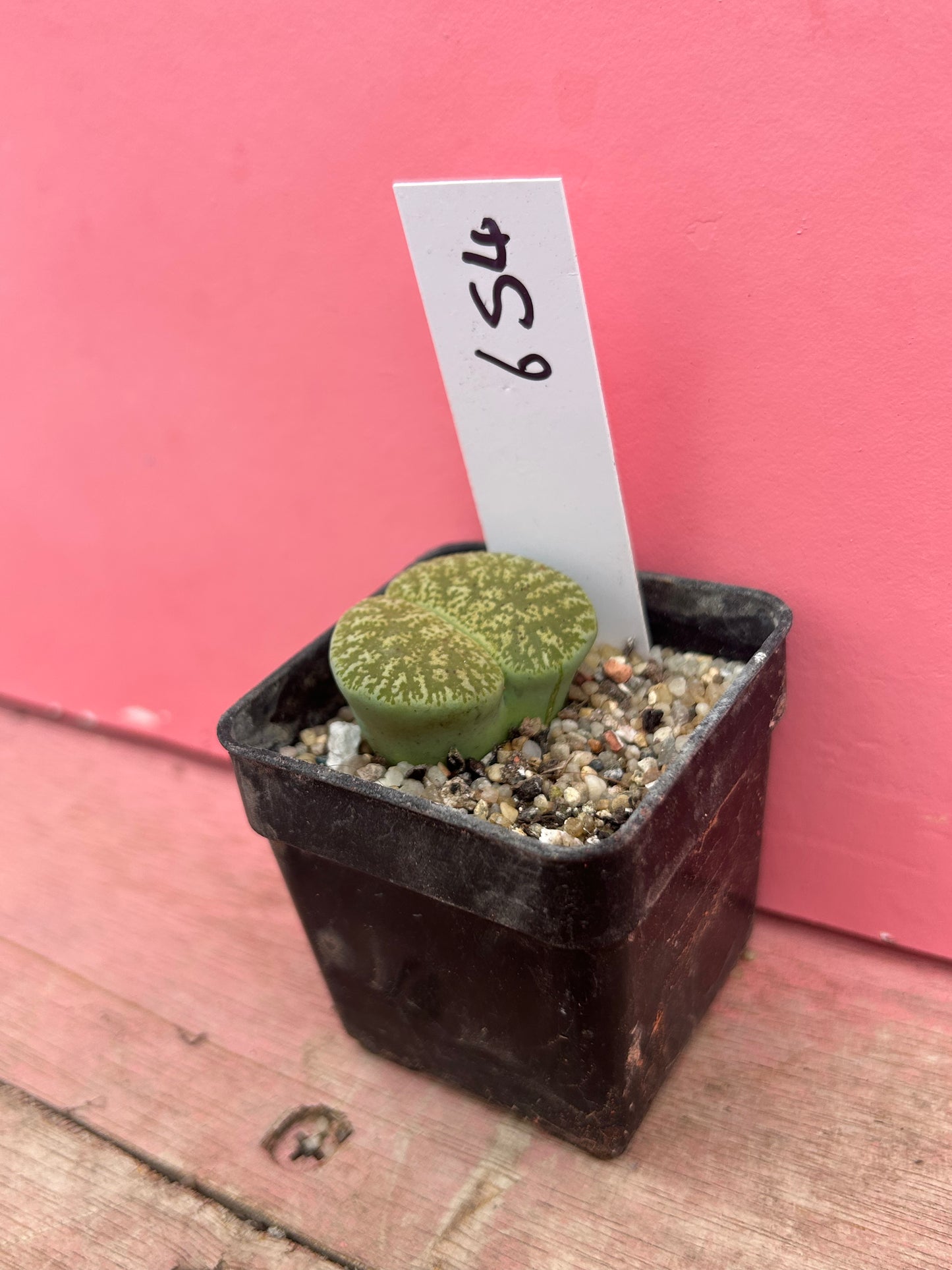 Lithops species (654)