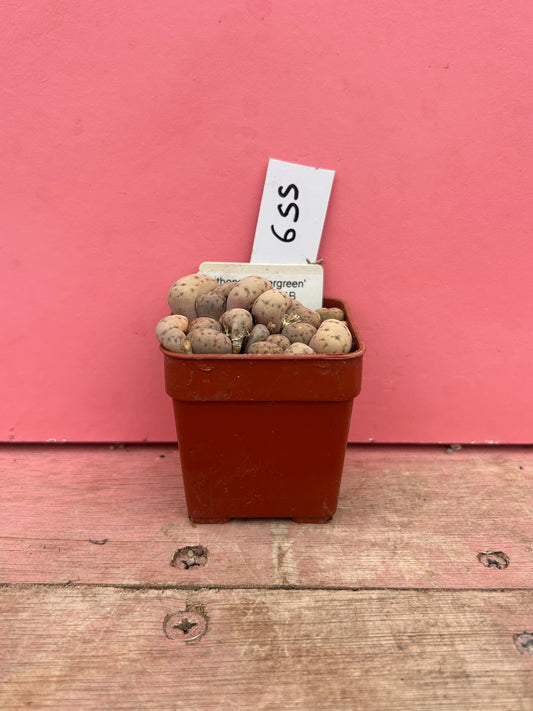 Lithops 'Fullergreen' x 'Malachite' (655)