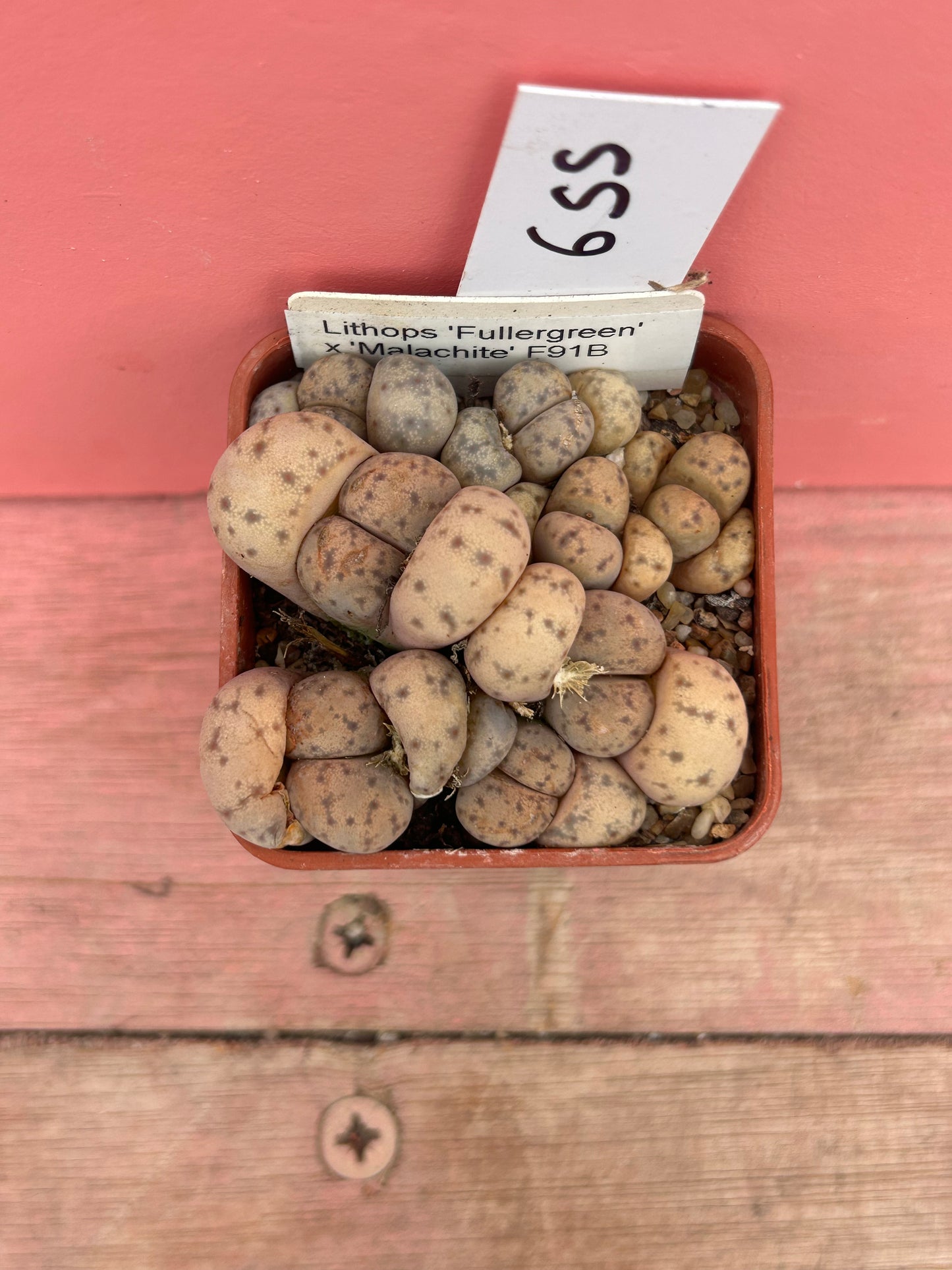 Lithops 'Fullergreen' x 'Malachite' (655)