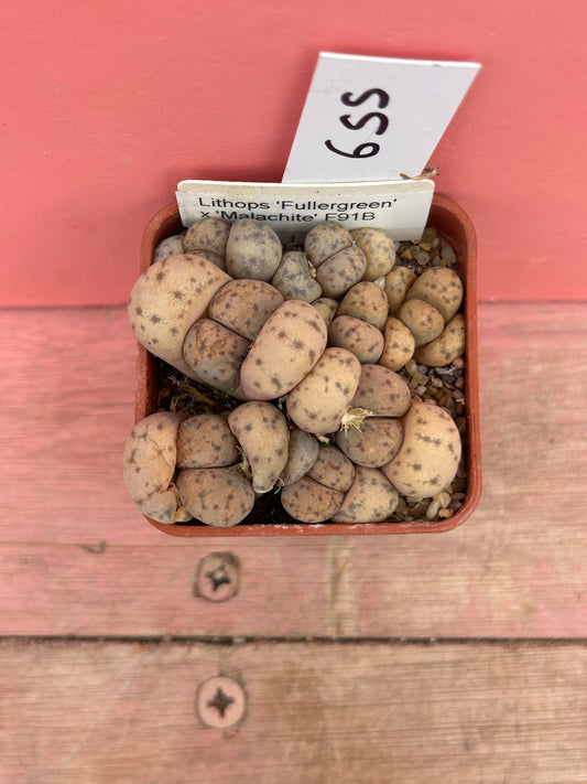 Lithops 'Fullergreen' x 'Malachite' (655)