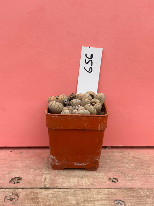 Lithops 'Fullergreen' x 'Malachite' (656)