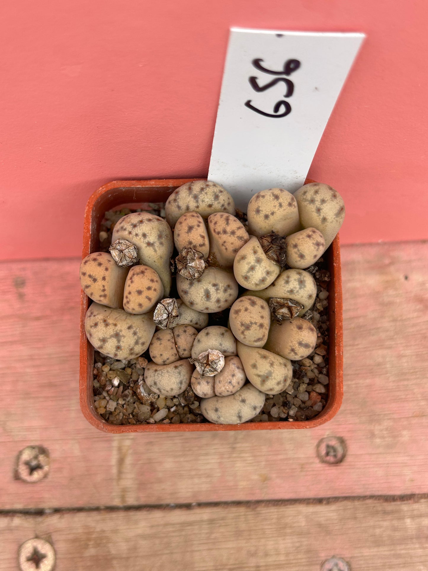 Lithops 'Fullergreen' x 'Malachite' (656)