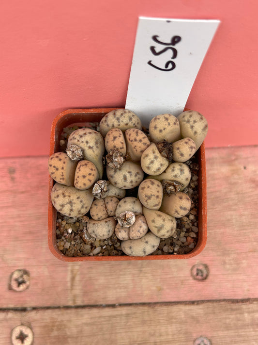 Lithops 'Fullergreen' x 'Malachite' (656)