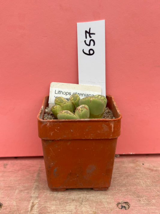 Lithops otzeniana Yellow/Green Form (657)