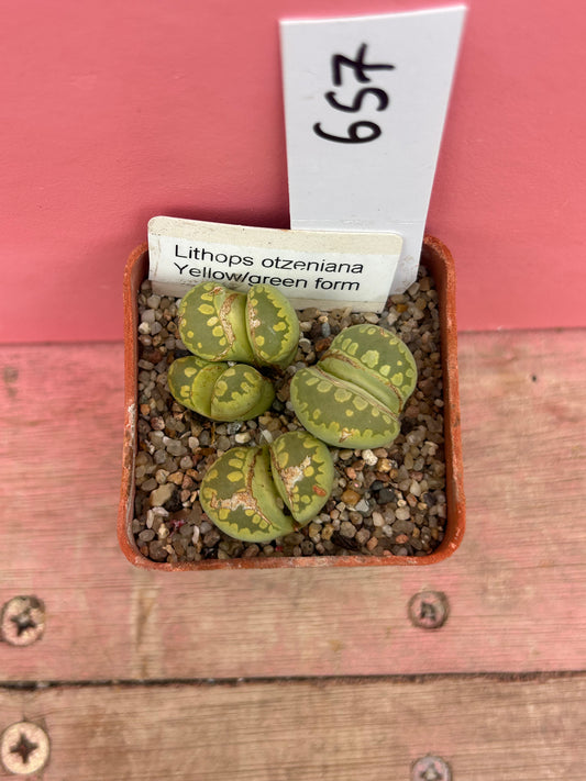 Lithops otzeniana Yellow/Green Form (657)