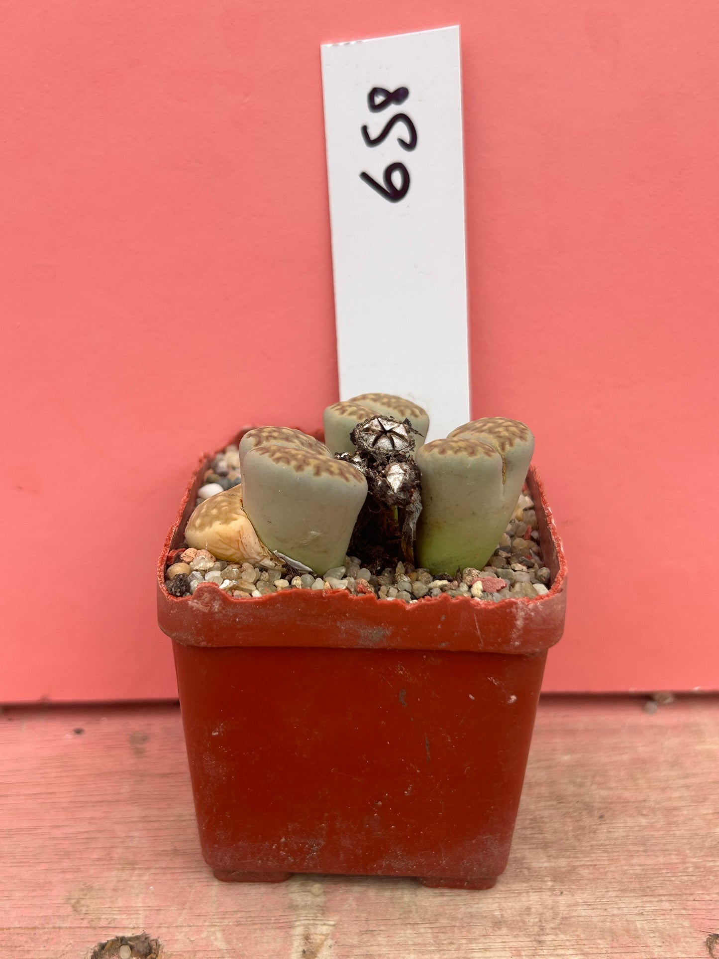 Lithops species (658)