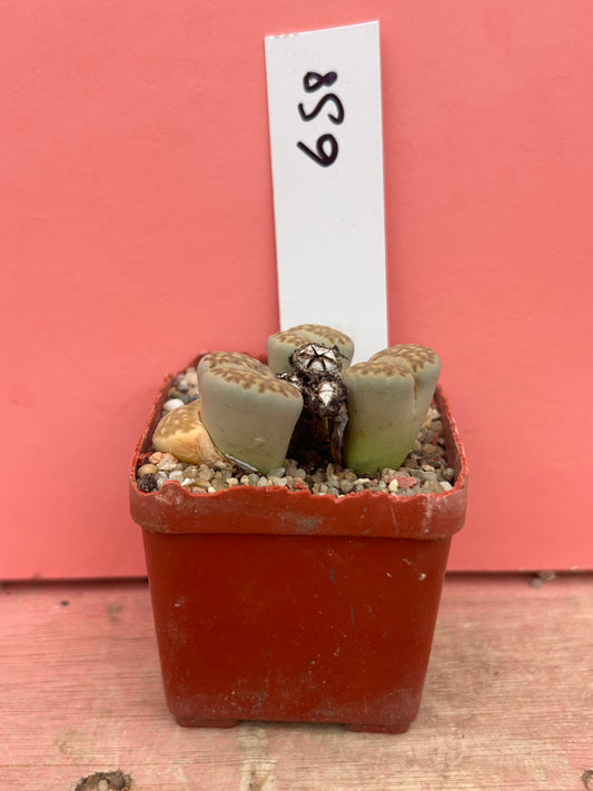 Lithops species (658)