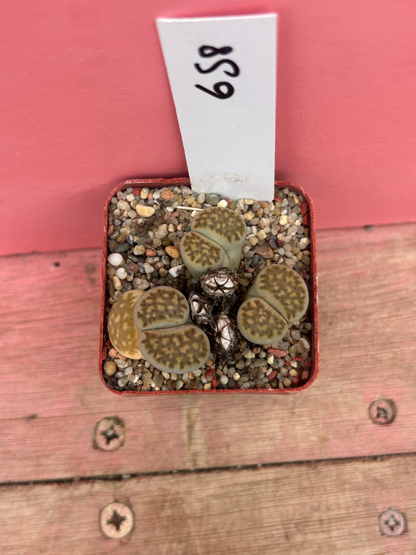 Lithops species (658)