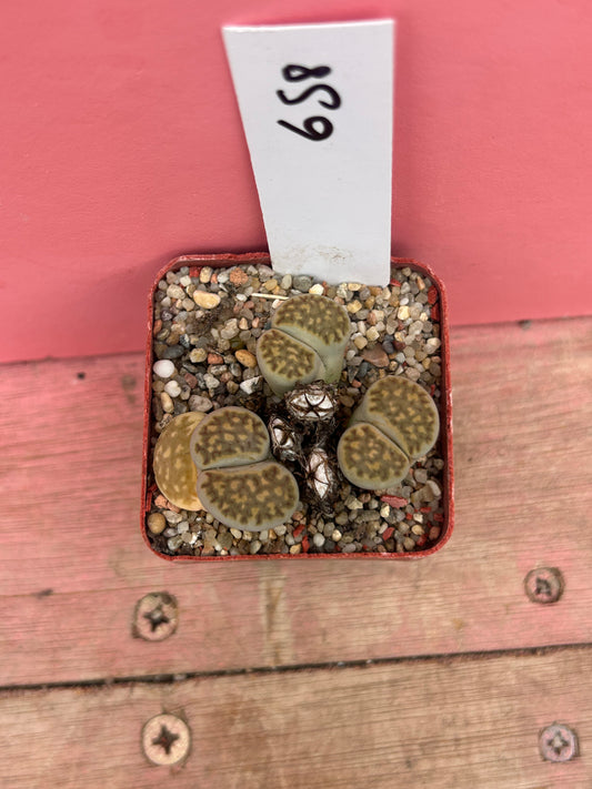Lithops species (658)