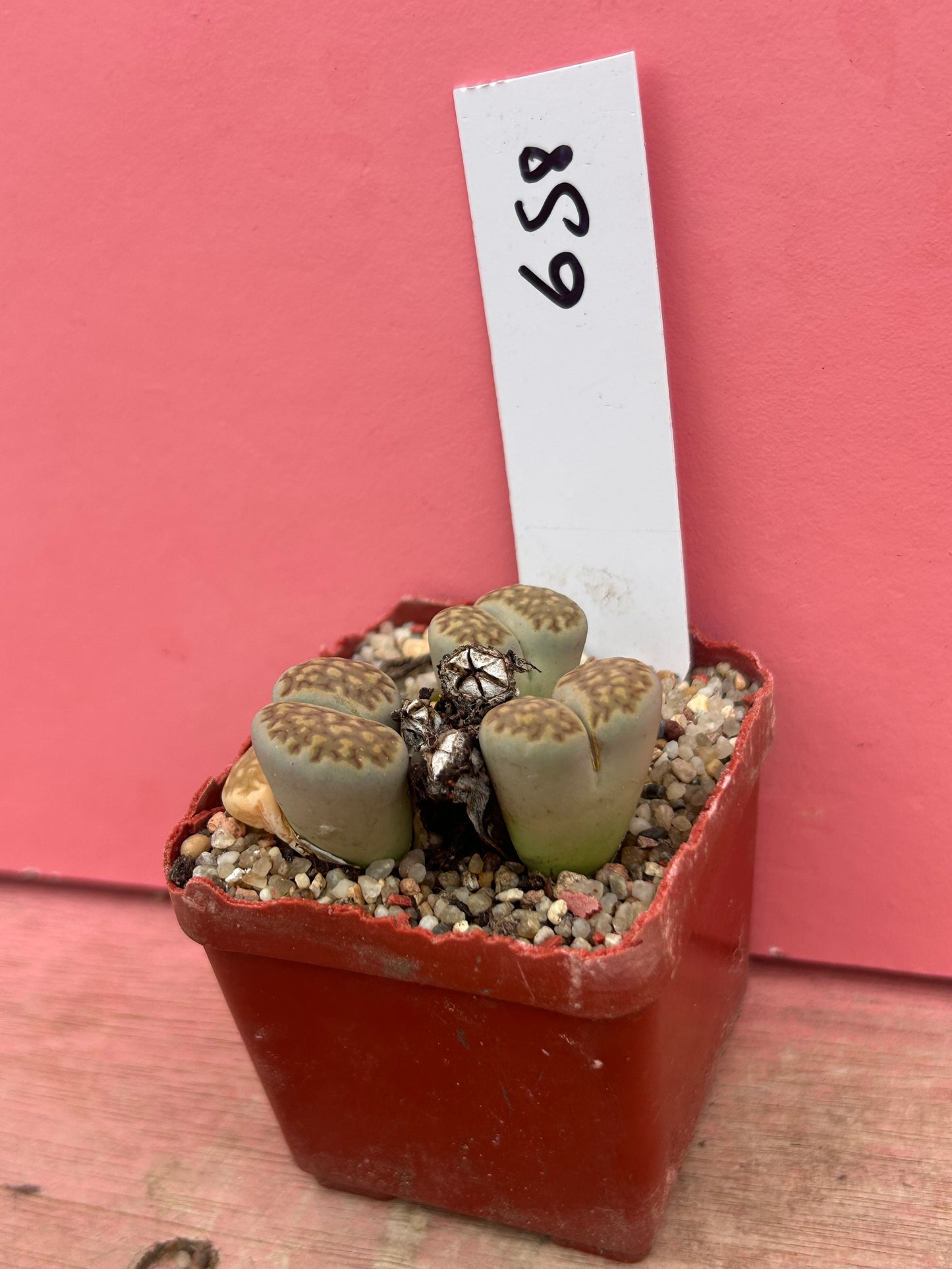 Lithops species (658)