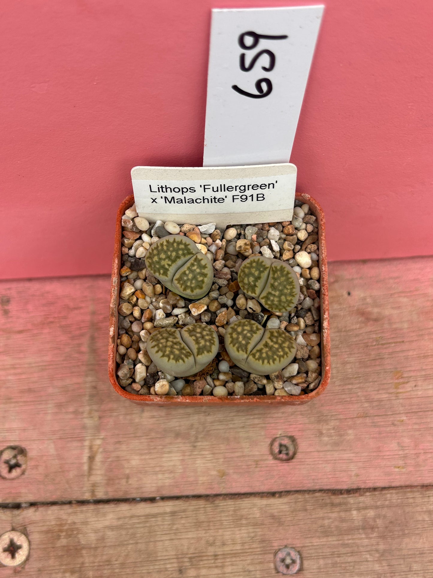 Lithops 'Fullergreen' x 'Malachite' (659)