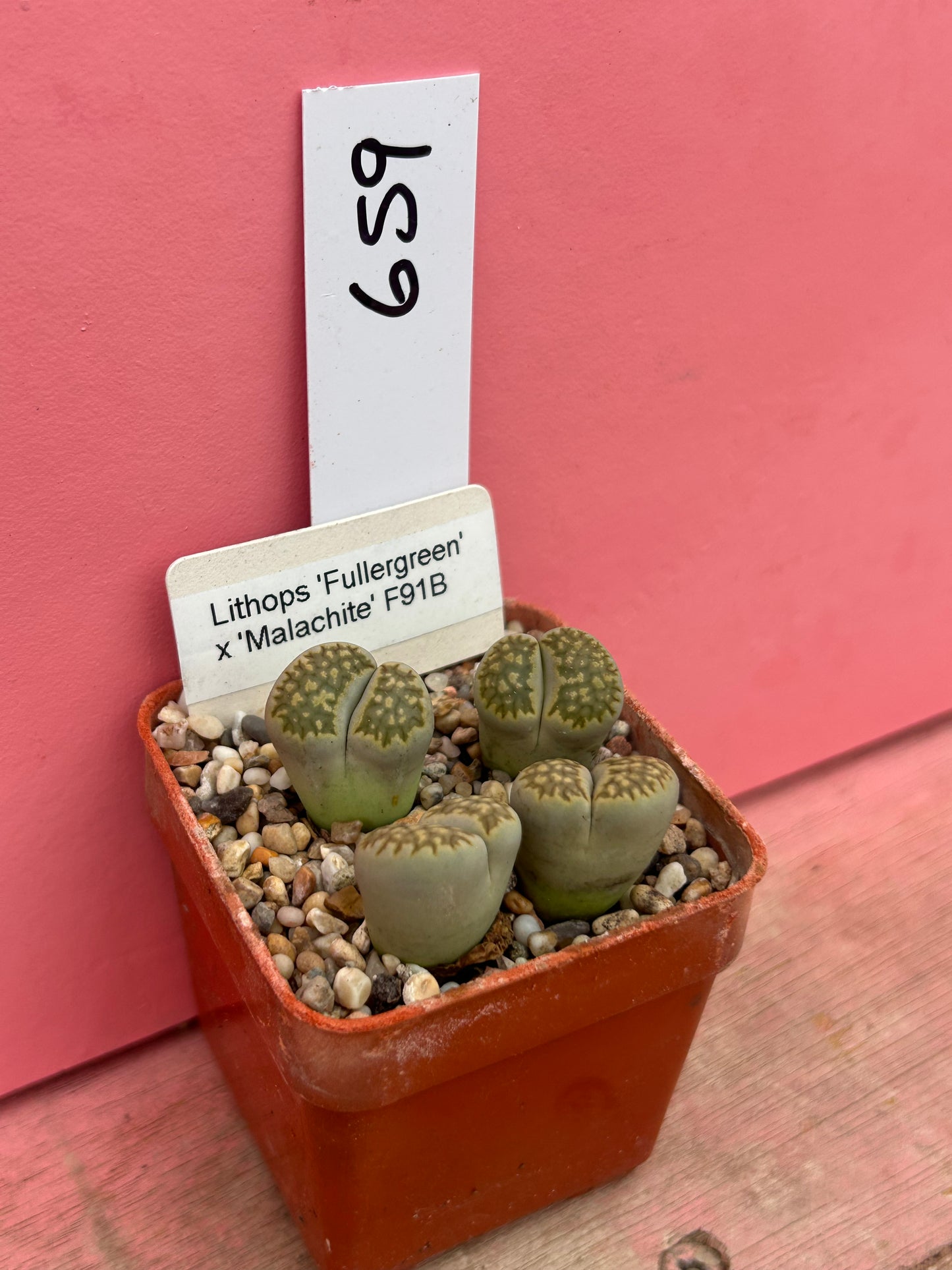 Lithops 'Fullergreen' x 'Malachite' (659)