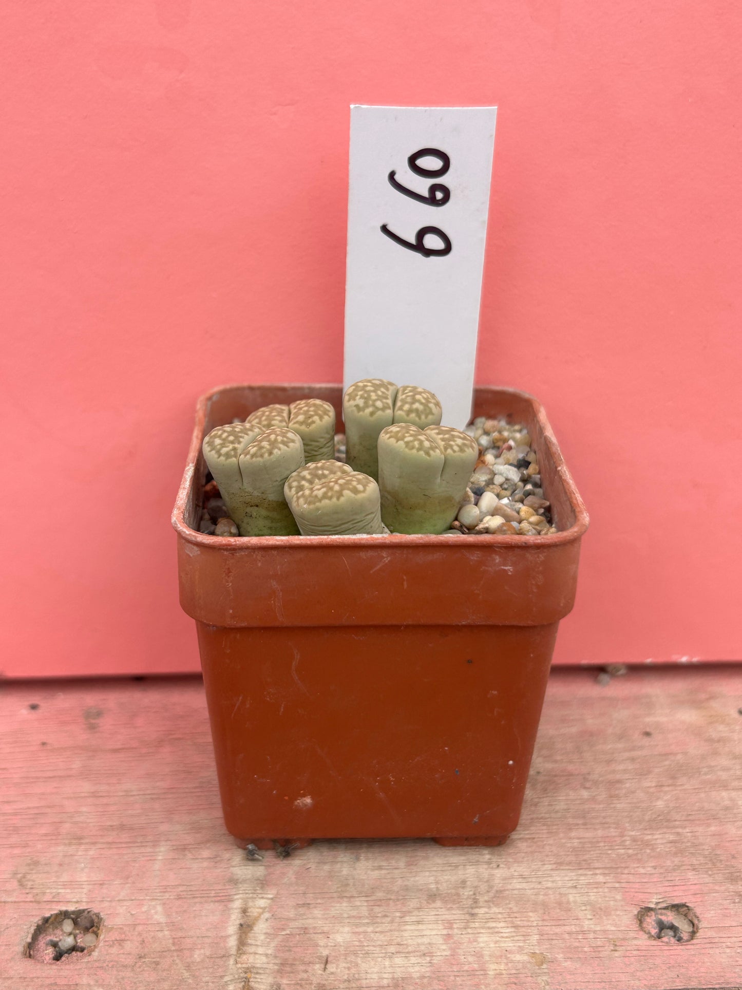 Lithops 'Fullergreen' x 'Malachite' (659)