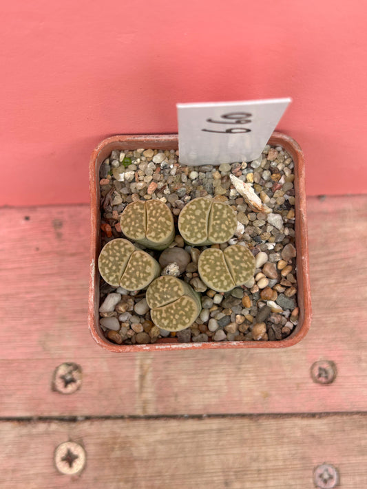 Lithops species (660)