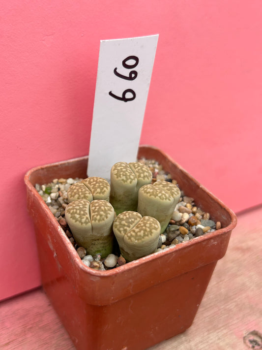 Lithops species (660)