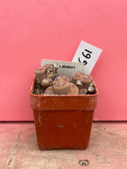 Lithops dinteri (661)