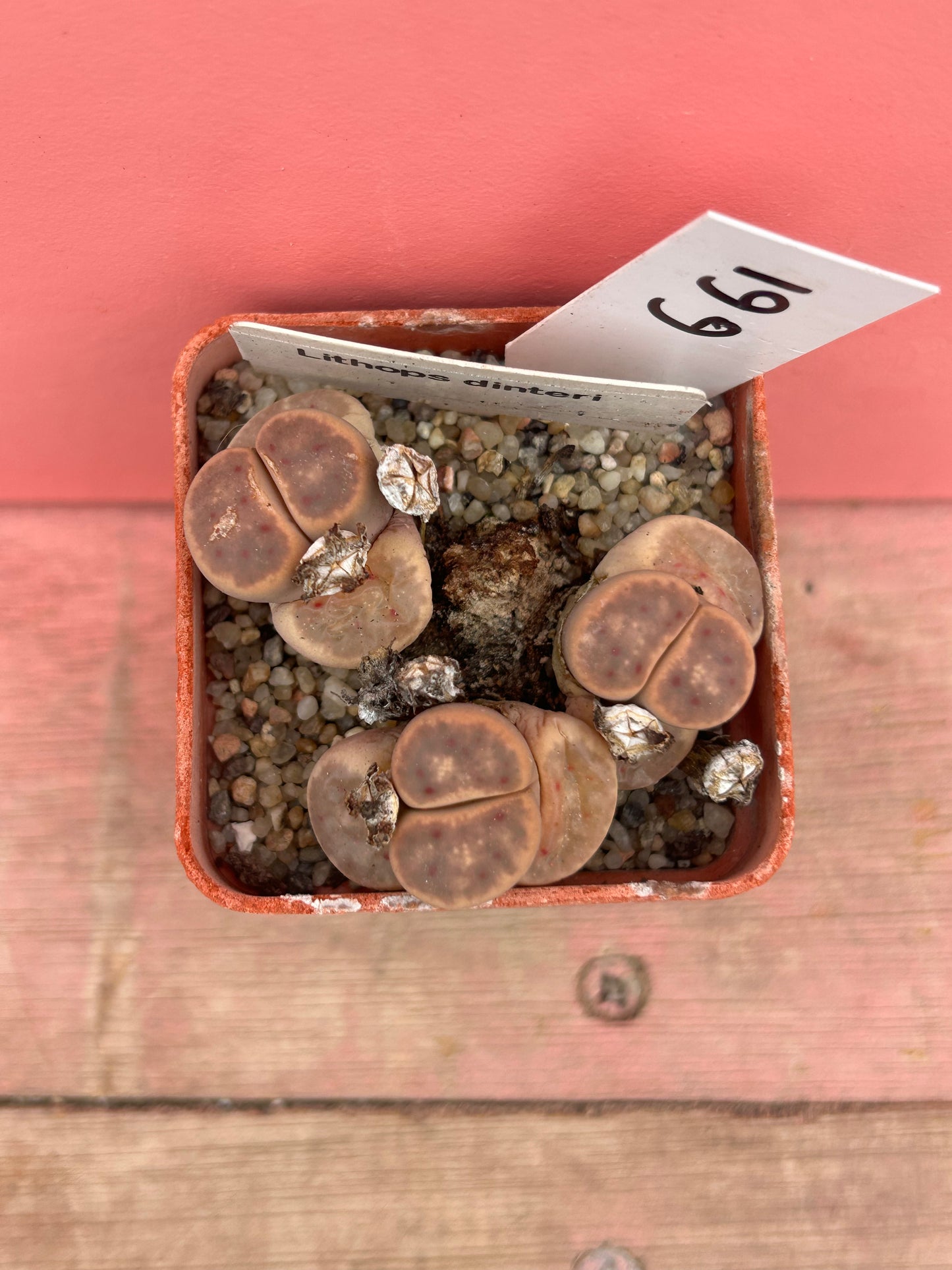 Lithops dinteri (661)