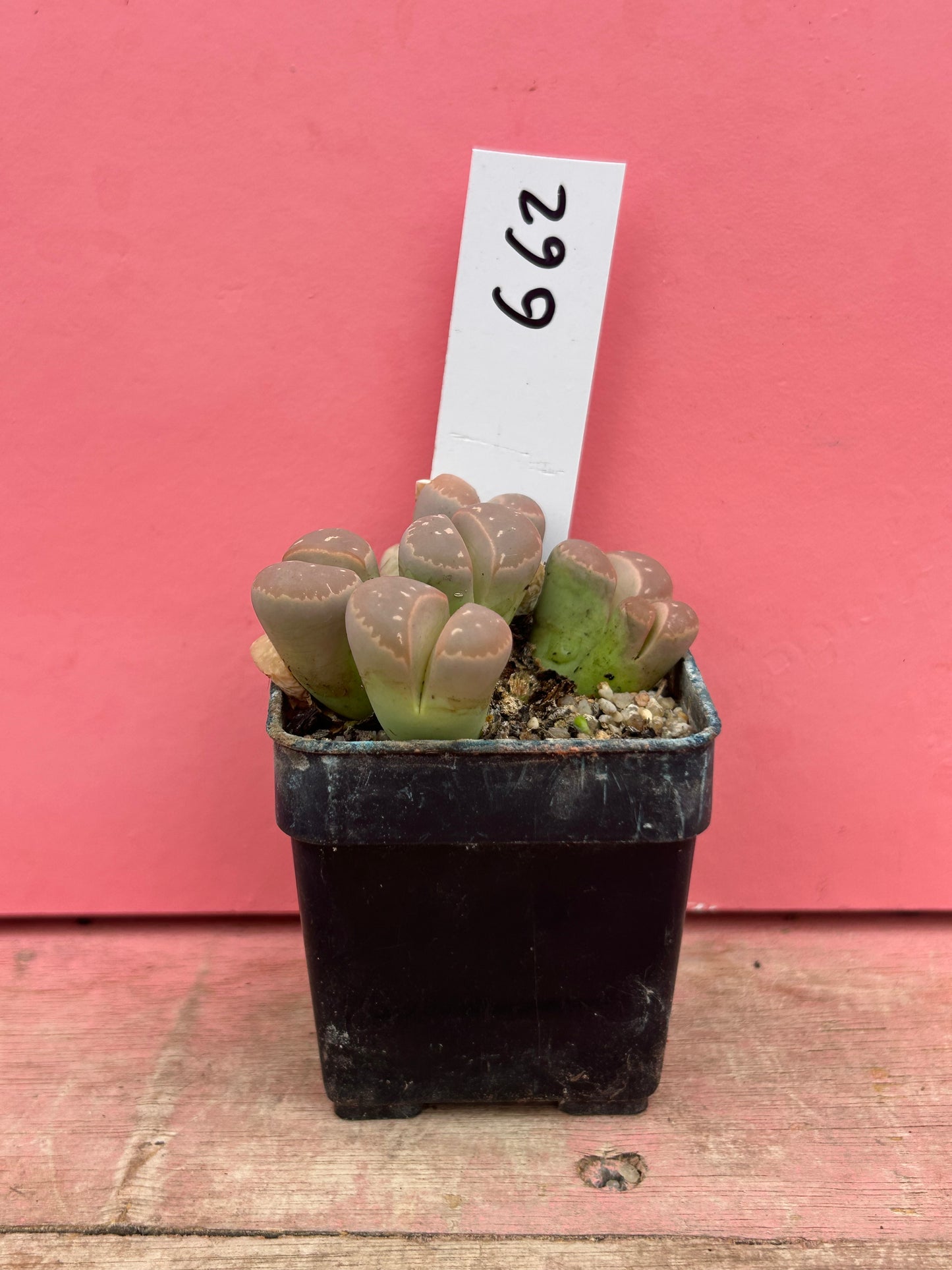 Lithops species (662)