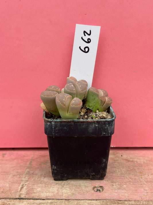 Lithops species (662)