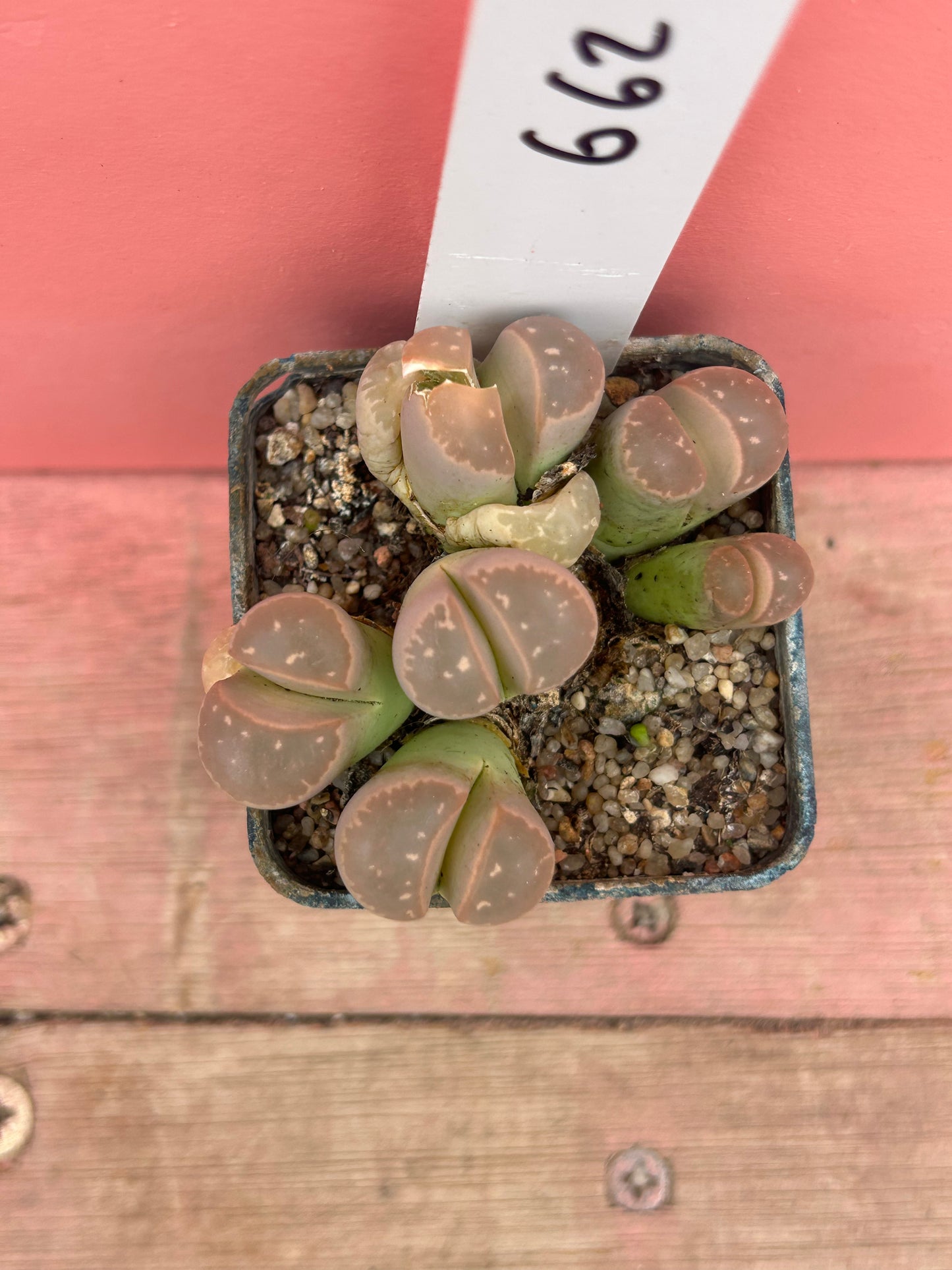 Lithops species (662)