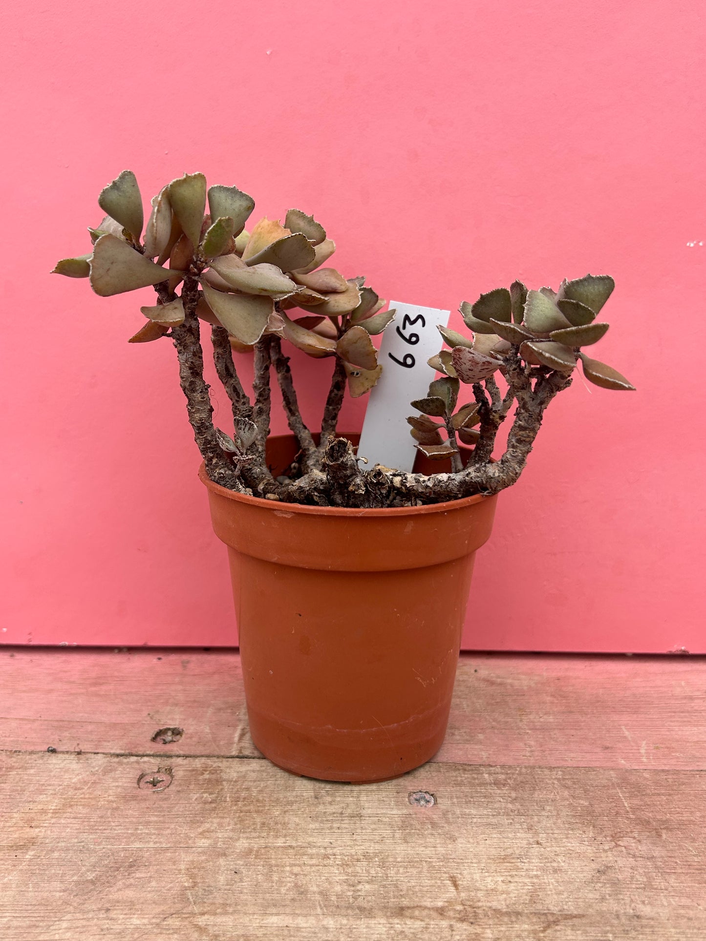 Kalanchoe rhombopilosa (663)