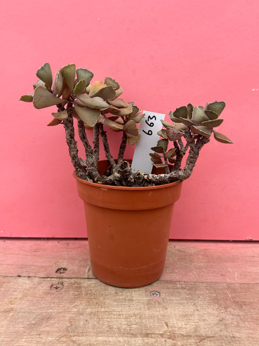 Kalanchoe rhombopilosa (663)