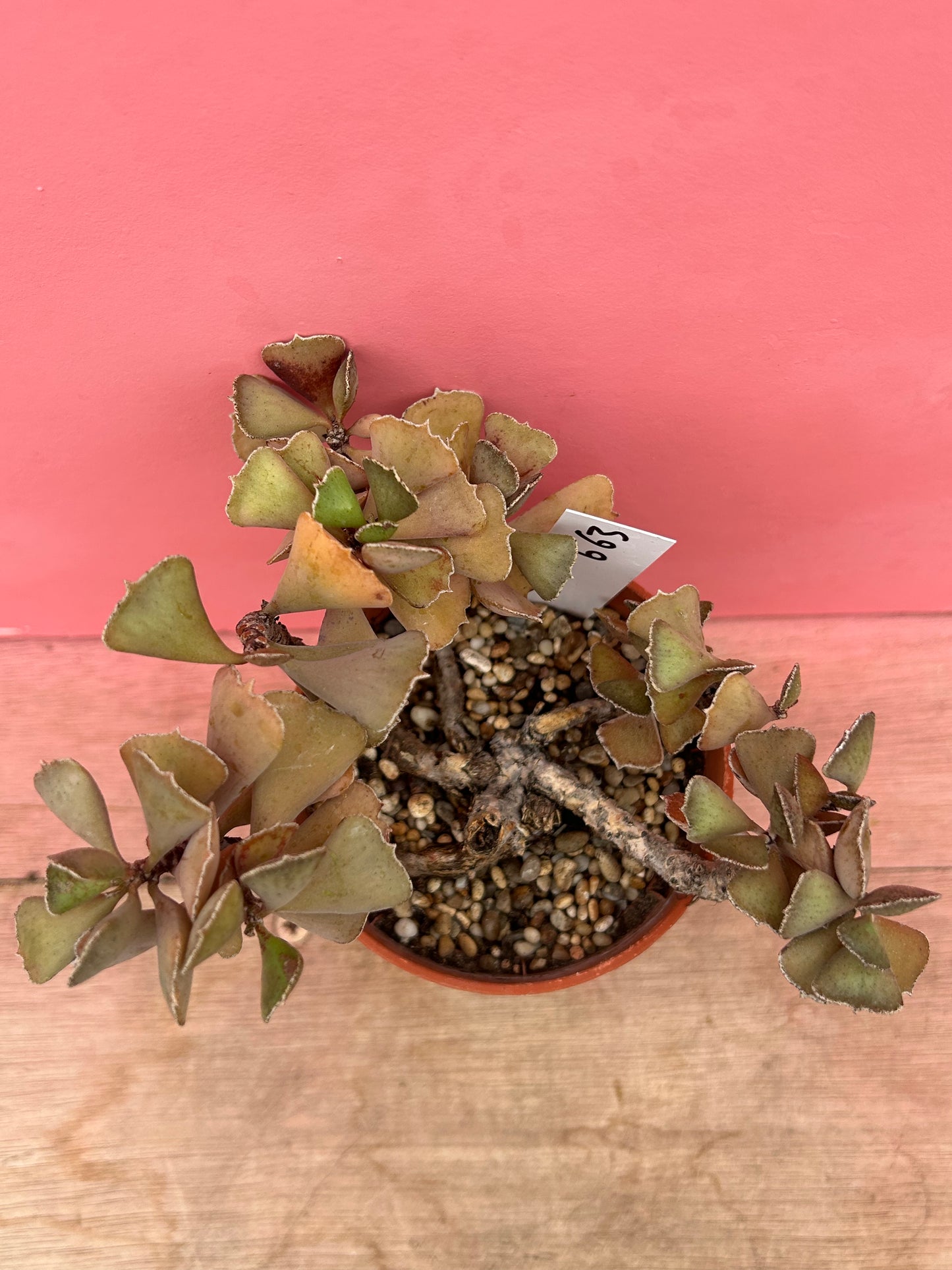 Kalanchoe rhombopilosa (663)