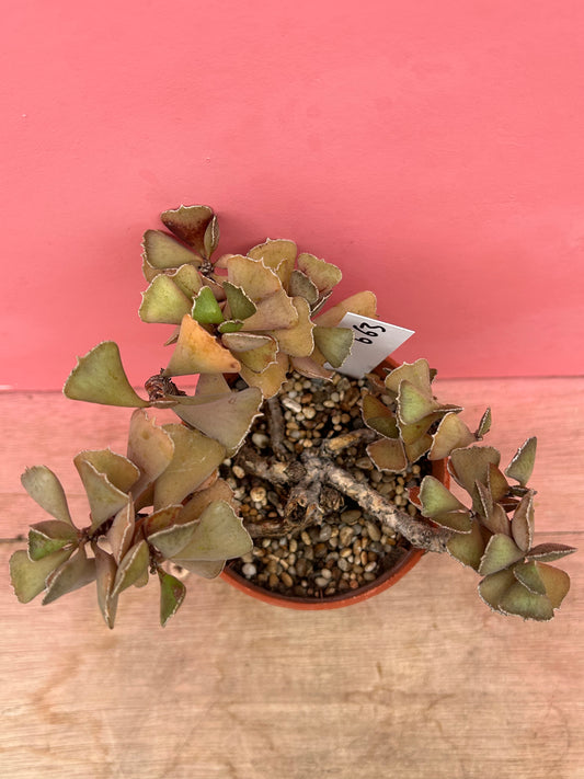 Kalanchoe rhombopilosa (663)