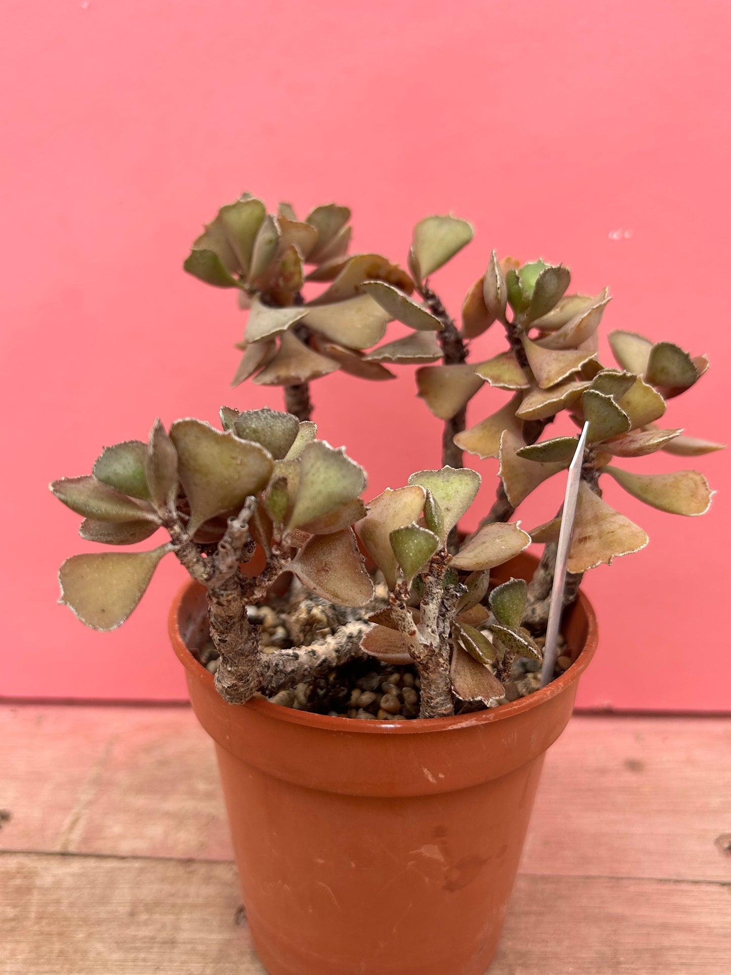 Kalanchoe rhombopilosa (663)