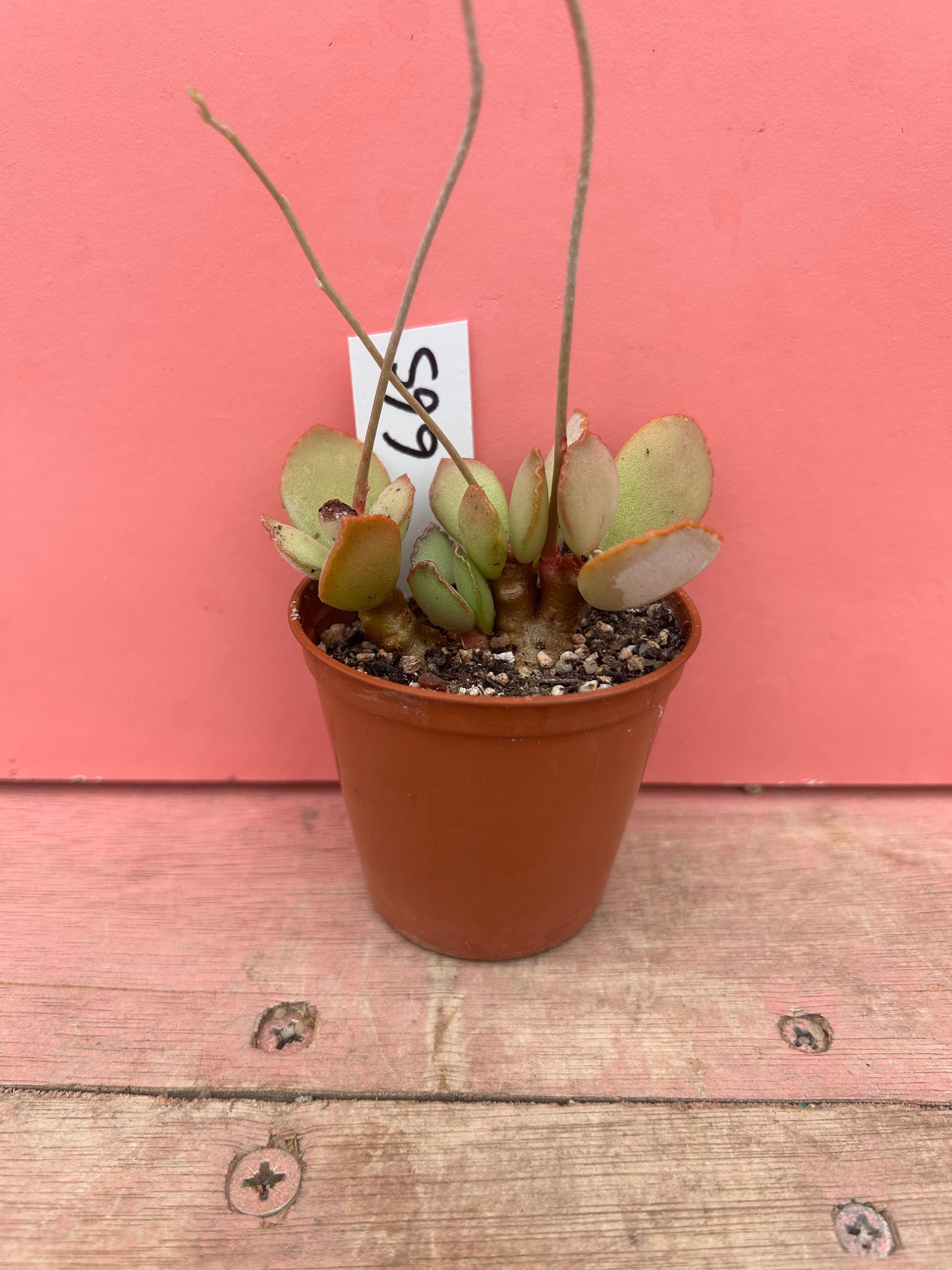 Adromischus cooperi (665)
