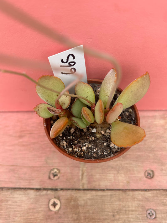 Adromischus cooperi (665)