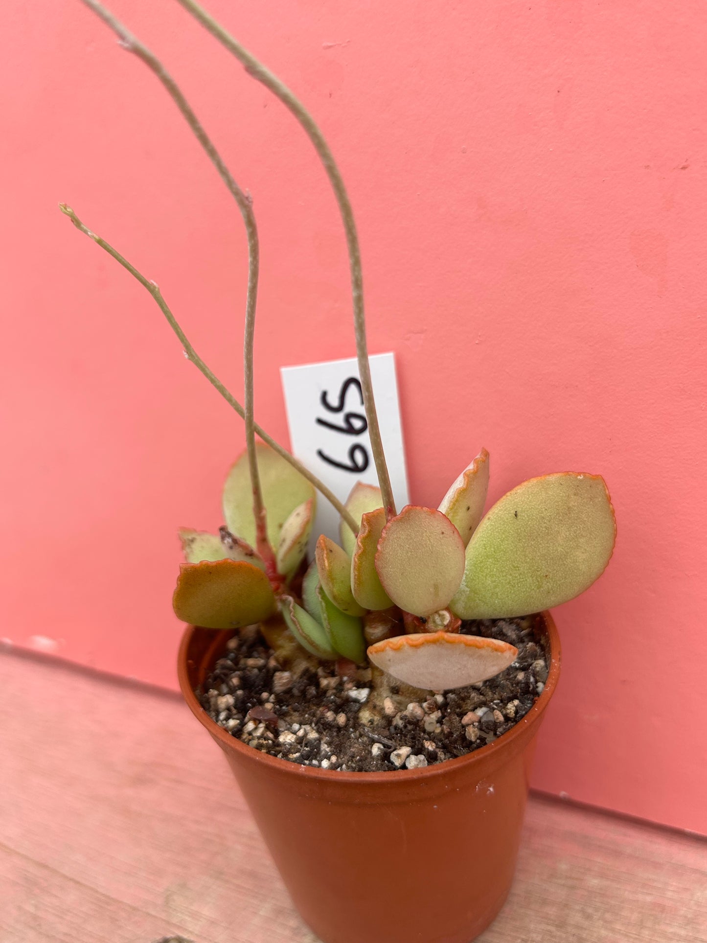 Adromischus cooperi (665)