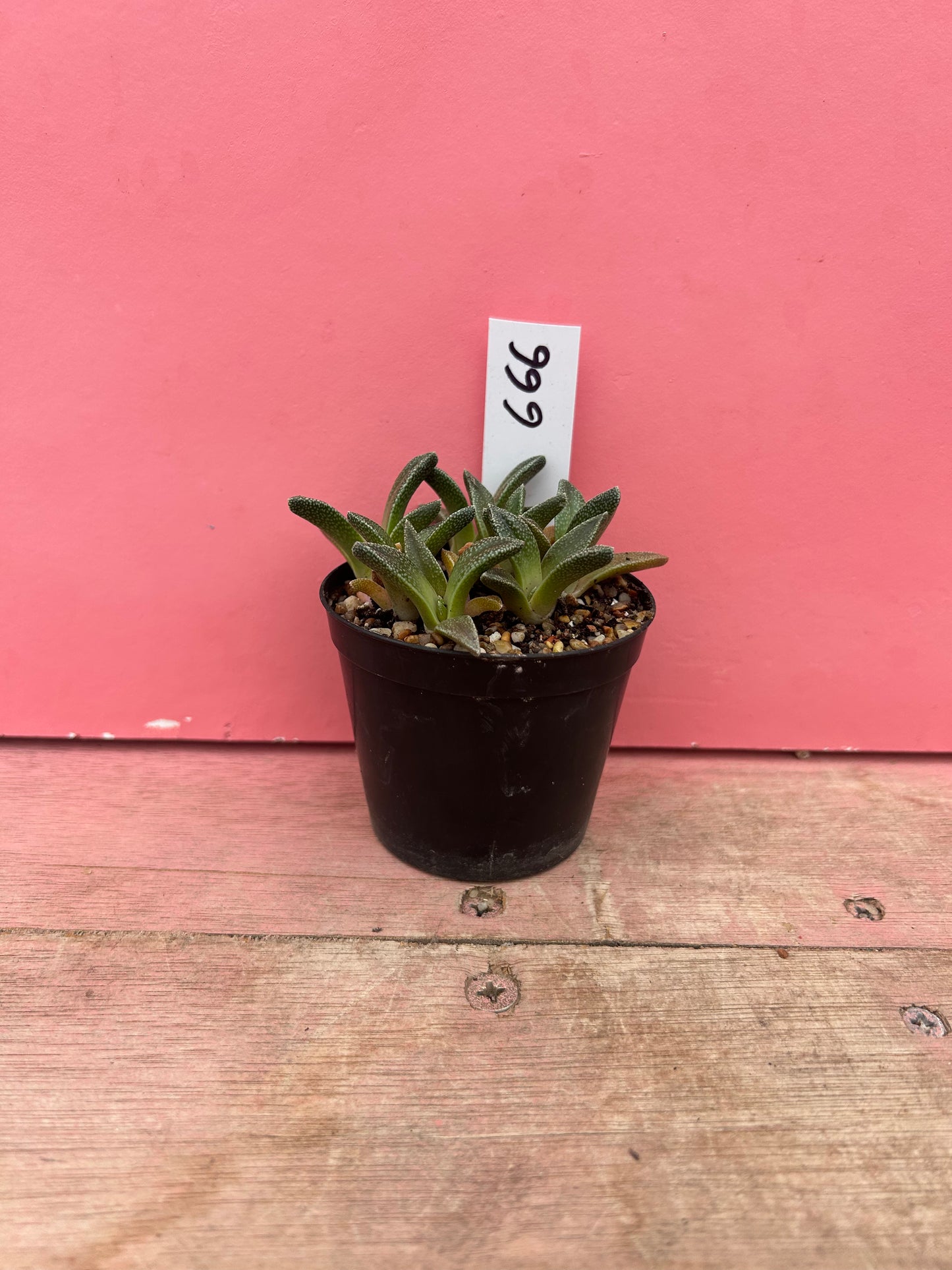 Aloinopsis rubrolineata (666)