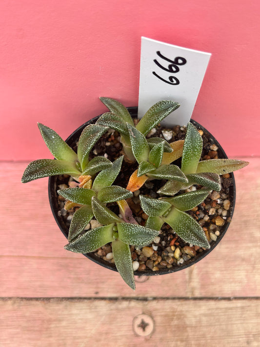 Aloinopsis rubrolineata (666)