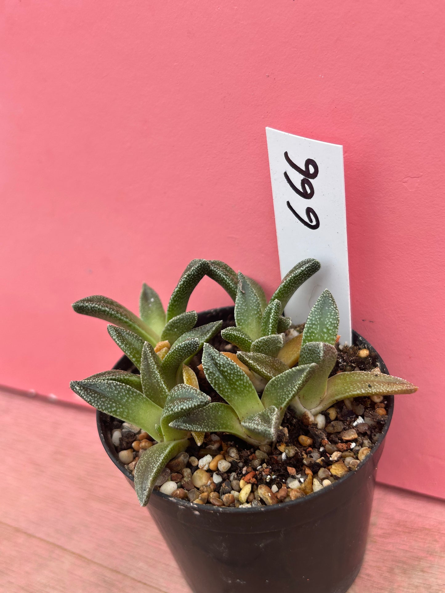 Aloinopsis rubrolineata (666)