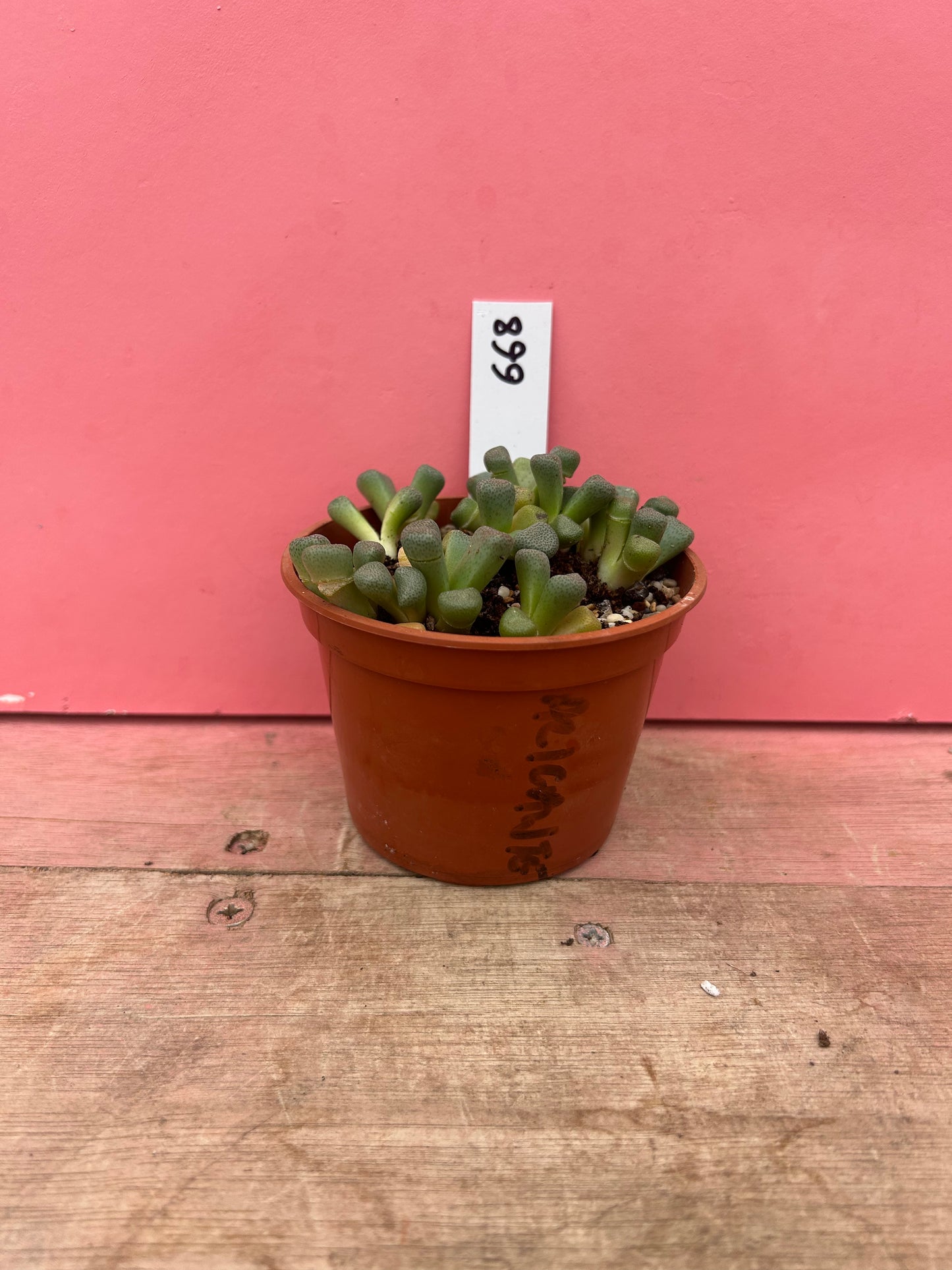 Aloinopsis schooneerii (668)