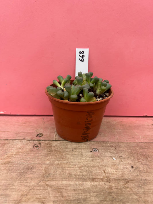 Aloinopsis schooneerii (668)