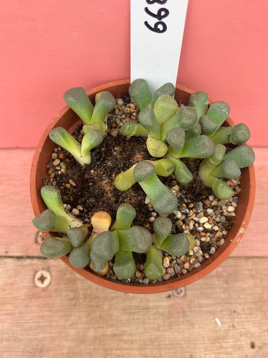 Aloinopsis schooneerii (668)