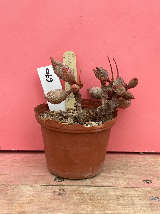 Adromischus marianiae (670)