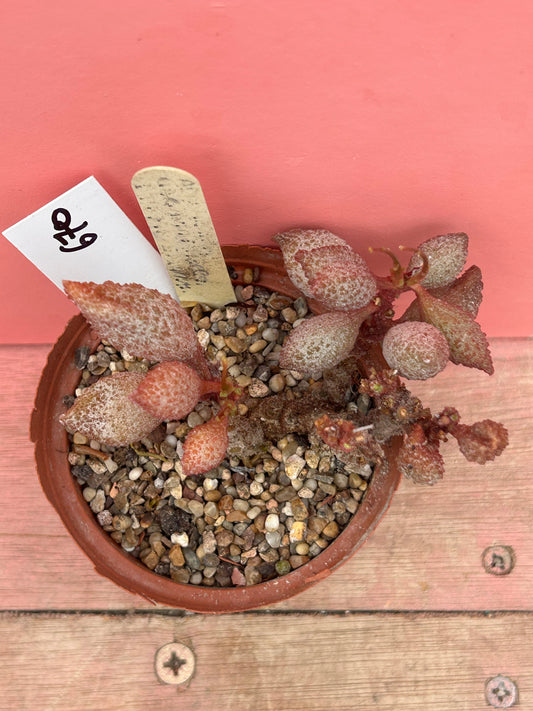 Adromischus marianiae (670)